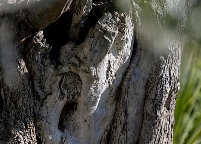 Cape Of Rodon Resort, Village 5*